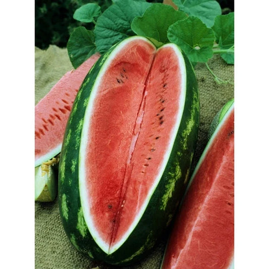 Watermelon Seeds - 30 Seeds - Allsweet Variety - Citrullus lanatus - GroCo USA