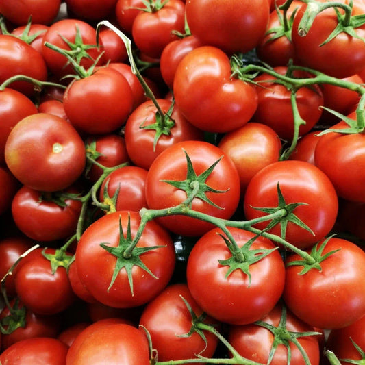 Oregon Spring Tomato Seeds, Heirloom, Cool Climate, NON-GMO, Solanum lycopersicum, Fast-Growing, Free Shipping