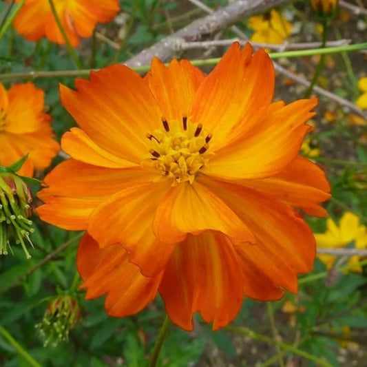 Cosmos Seeds 100 Ct Tall Orange Sulphur Annual Flower Garden (Cosmos bipinnatus) - USA Grown, Free Shipping