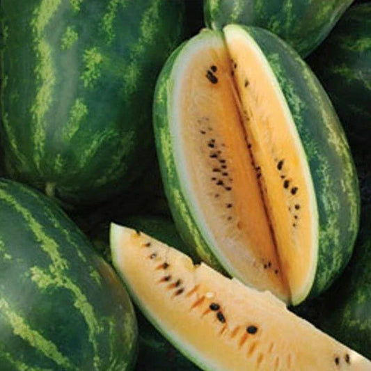 Tendersweet Orange Watermelon Seeds 20 Ct - Sweet USA Variety (Citrullus lanatus) - Heavy Fruit 15-30 lbs - Free Shipping