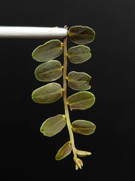 Marcgravia sp. Lime Condor Cutting | 10-Leaf Terrarium Plant | Unique Indoor Plant | Peru Origin