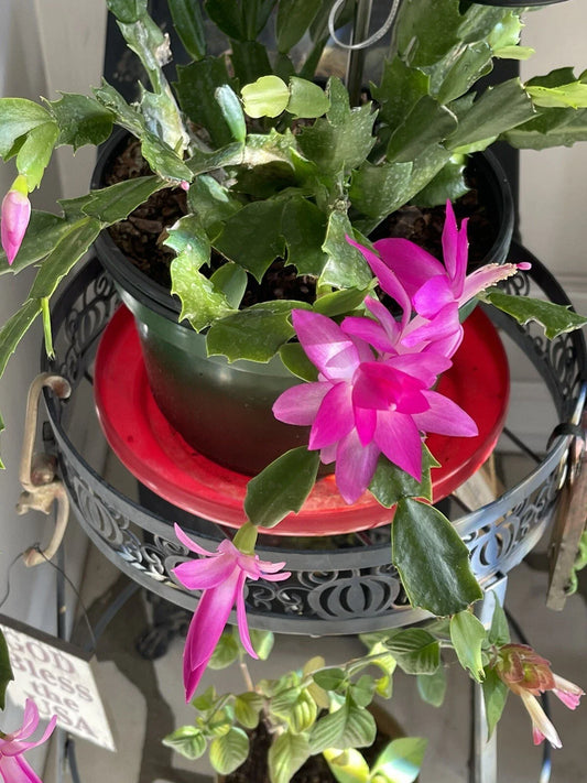 Christmas Cactus Starter Plant 3-4" Pink Schlumbergera