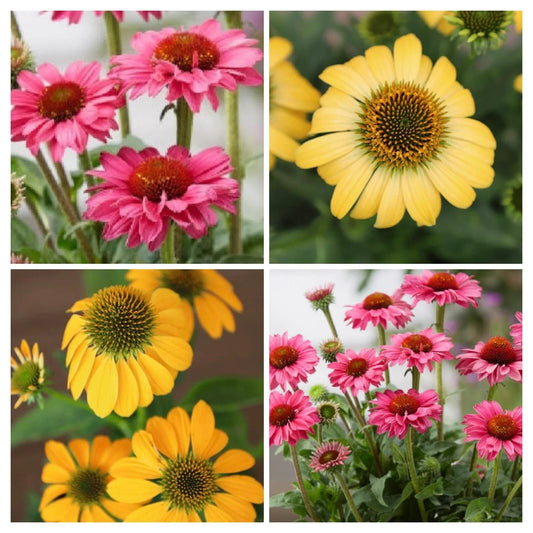 Echinacea Live Perennial Plant Plugs, 4 Baby Plants, Echinacea 'PollyNation Magenta' & 'PollyNation Yellow', Zones 4-9