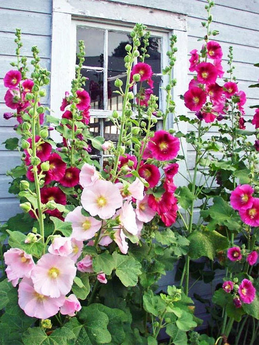 Hollyhock Seeds Packet of 50, Fresh Crop 2025, Colorful Blooms, Alcea rosea