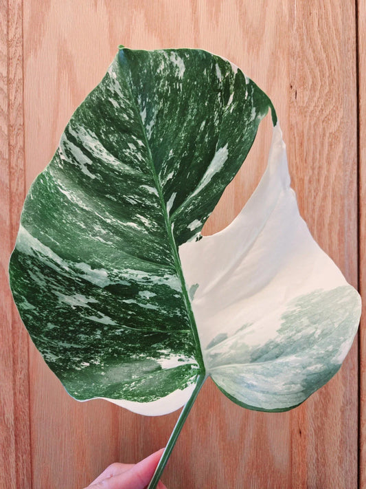 Monstera Albo Variegated Cutting - Rare Plant, Lightly Rooted - Monstera deliciosa var. albo-variegata