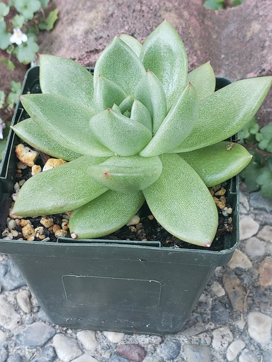 Echeveria Agavoides Potted Plant - 4" Diameter - Rare Succulent - Indoor/Outdoor Decor