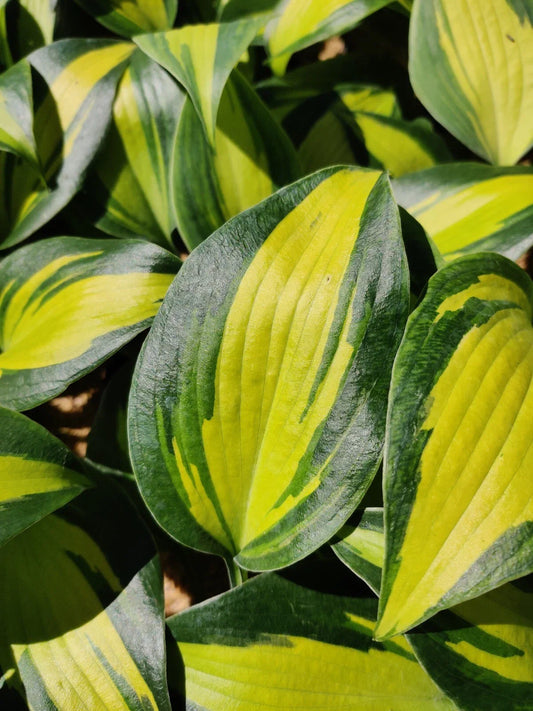 Hosta Party Popper Plant in 5.25" Pot | Colorful Perennial for Shade | Hosta 'Party Popper'