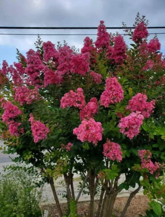Pink Velour Crape Myrtle Cuttings, No Roots, Lagerstroemia indica, Decorative Plant Propagation