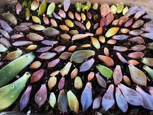 Assorted Succulent Leaves for Propagation - Variety Pack - Ideal for Planting - Free Shipping