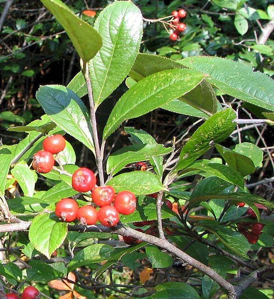 Red Chokeberry Seeds - 30 Count, Aronia arbutifolia, Native Fruit Plant, Edible Berries, Ornamental Shrub for Gardens