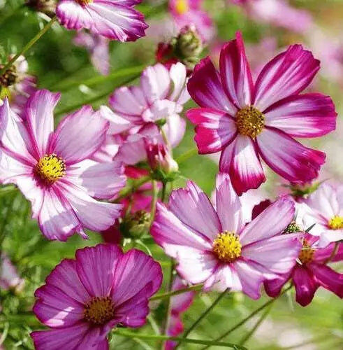 Cosmos Flower Seeds 100 Ct - Radiance Variety - Cosmos Bipinnatus - Ideal for Cut Flowers - USA Free Shipping