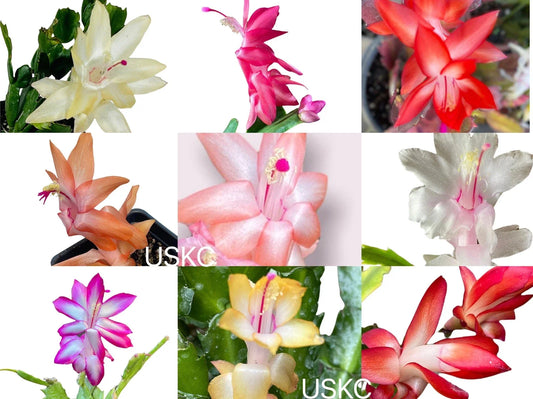 Unrooted Leaf Cuttings Thanksgiving Cactus - Schlumbergera truncata - Ideal for Propagation and Houseplant Enthusiasts