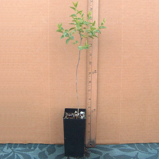 Sour Jujube Rootstock Small Mature Tree Plant for Grafting - Ziziphus jujuba, Ideal for Fruit Production