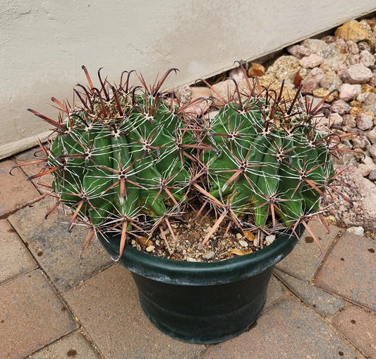 Live Rooted Double Headed Ferocactus Herrerae Twisted Barrel Cactus Plant, Unique Succulent for Home Decor and Gardening