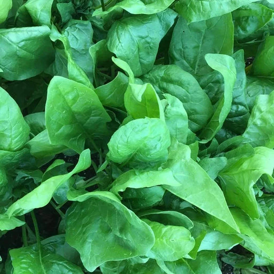 Viroflay Spinach Seeds, Monstrueux de Viroflay, NON-GMO, Heirloom Variety, Multiple Sizes Available