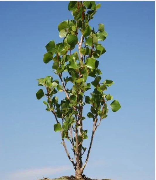 Love Bonsai Tree Cutting - Small Indoor Plant - Ficus Microcarpa - Perfect for Home Decor and Gifts