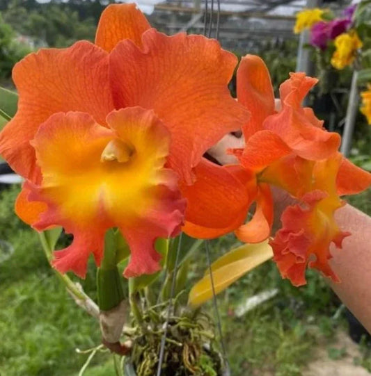 Cattleya Orchid Plant, 4.5" Pot, Rlc Star Of Siam, Near Blooming Size, Exotic Flowering Houseplant