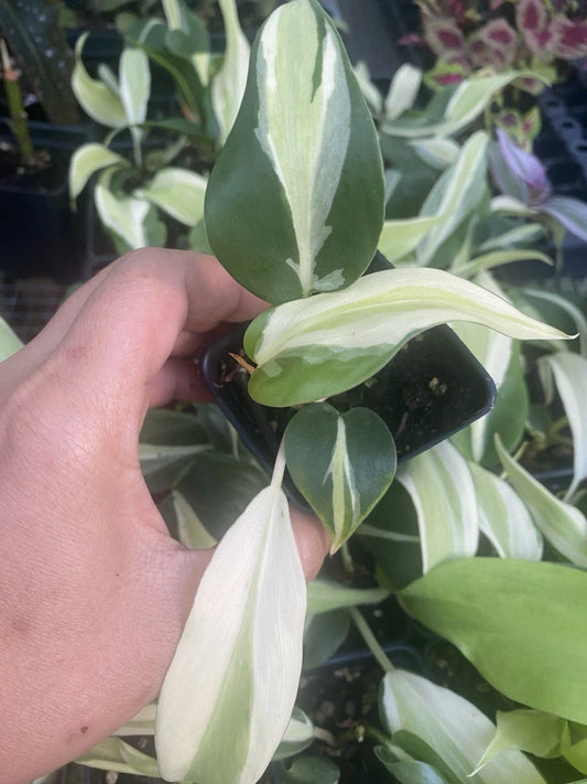 Philodendron Silver Stripe Live Houseplant in 2 Inch Pot | Philodendron 'Silver Stripe' Rooted Plant