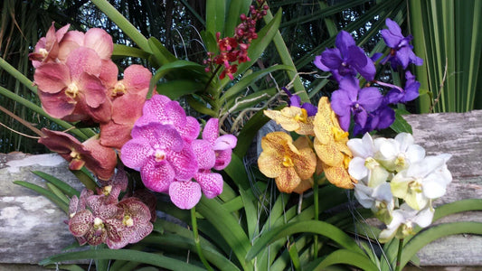 Vanda Orchid in Spike - Various Colors - Mad Happenings Special Plants - Exotic Houseplant for Home Decor