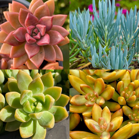 Rainbow Succulent Bundle - 4 Colorful Live Succulents/Cuttings - Assorted Varieties - Perfect for Home Decor and Gifts
