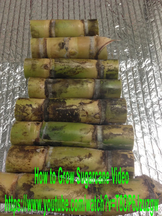 Sugarcane Buds - Heirloom Fresh Cut for Planting - Ready to Ship - Florida Grown