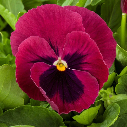 Pansy Seeds - 50 Majestic Giant Rose Blotch Flower Seeds - Viola wittrockiana