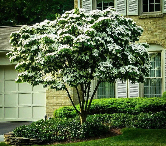 3 Unrooted Cuttings of White Kousa Dogwood Tree (Cornus kousa) - Ideal for Planting and Propagation
