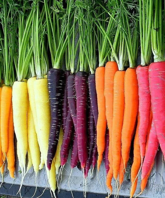 Rainbow Carrot Seeds Mix, Colorful NON-GMO Blend, Rich in Beta Carotene, Vitamin A, Daucus carota