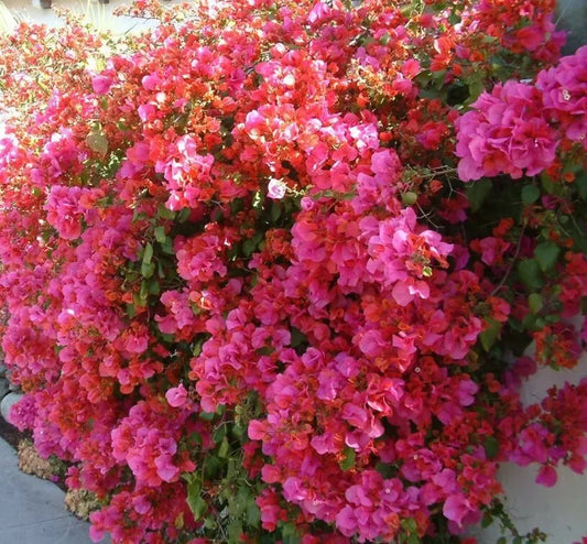 Bougainvillea Starter Plant - Barbara Karst Variety - Well Rooted - Bougainvillea spp. - Ships Bare Root
