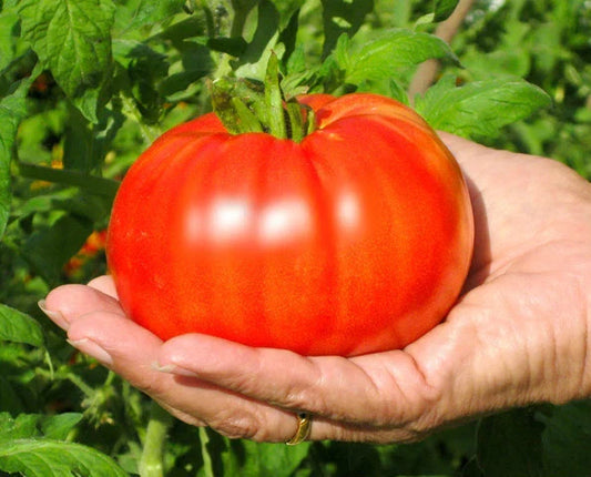 Beefsteak Tomato Seeds - Large Solid Variety - Great Slicer - Lycopersicon esculentum