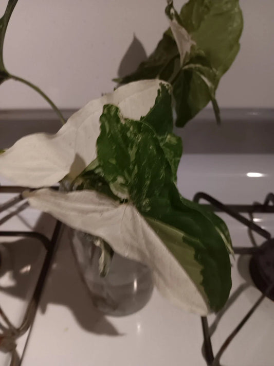 Variegated Syngonium Albo Podophyllum Cutting Unrooted - Rare Indoor Plant - Free Shipping, Buy 1 Get 1 Free