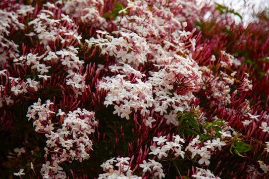 Pink Jasmine Starter Plant, Rooted Jasminum Polyanthum, Extremely Fragrant Flowering Vine