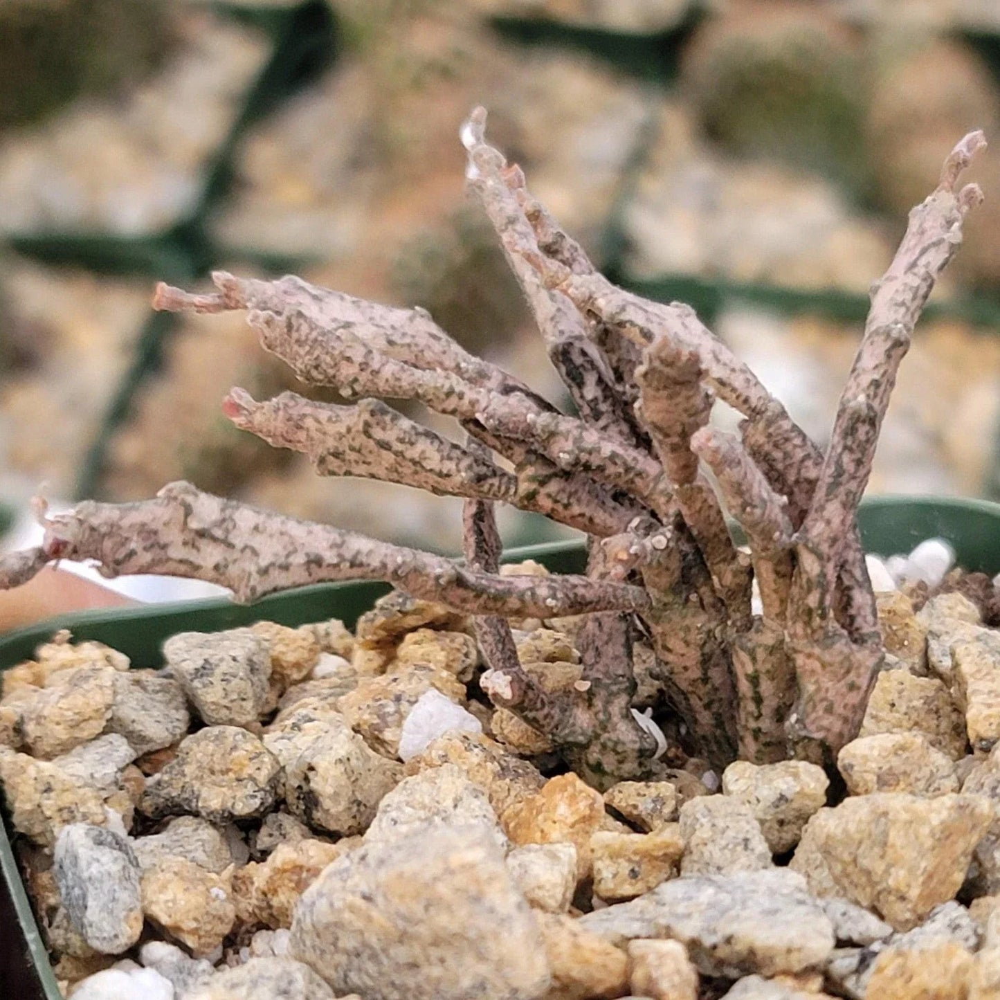 Euphorbia Platyclada Cactus Plant - Unique Dead Plant Succulent - Real Live Cacti for Home Decor and Gardens