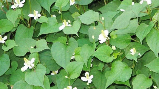 20 Live Bare Root Fish Mint Plants, Houttuynia Cordata, Asian Herb, Diếp Cá for Culinary Use