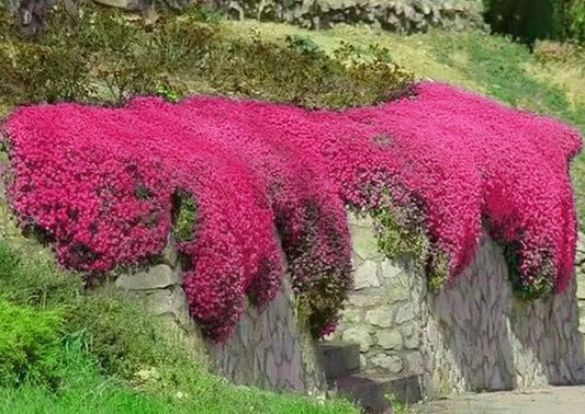 Creeping Thyme Seeds - 1000 Non-GMO Groundcover Seeds - Red Variety - Thymus serpyllum