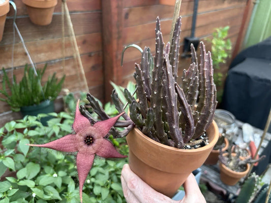 Blooming Cactus Plant - Stapelia schinzii var. angolensis - Live Rooted Succulent - Unique Flowering Houseplant