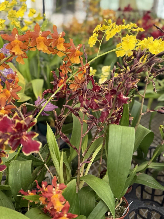 Orchid Plant in 2-3" Pot, One Surp Orchid with Bloom, Special Sale, Ideal for Home Decor, Perfect Gift for Plant Lovers