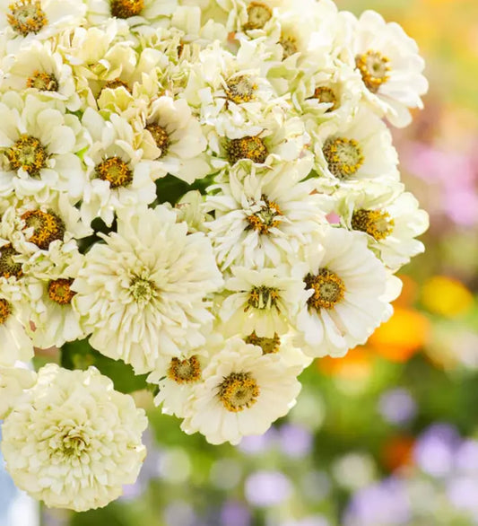 Zinnia Seeds 100 Pack Cactus Snowman White Heirloom for Moon Garden Butterflies - Zinnia elegans