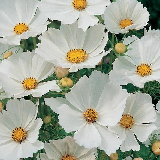Cosmos Seeds 100 Ct White Flower Seeds for Butterflies - Cosmos bipinnatus - USA Seller, Free Shipping