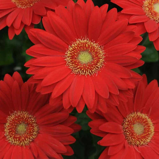 Deep Red Gerbera Daisy Seeds - 200+ Pack for Garden Planting - Gerbera jamesonii - USA