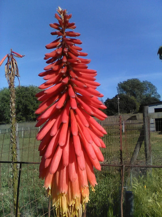 Red Hot Poker Plants - 4 Pack - Kniphofia uvaria - Vibrant Orange-Red Flowers - Hardy Perennial Garden Plants