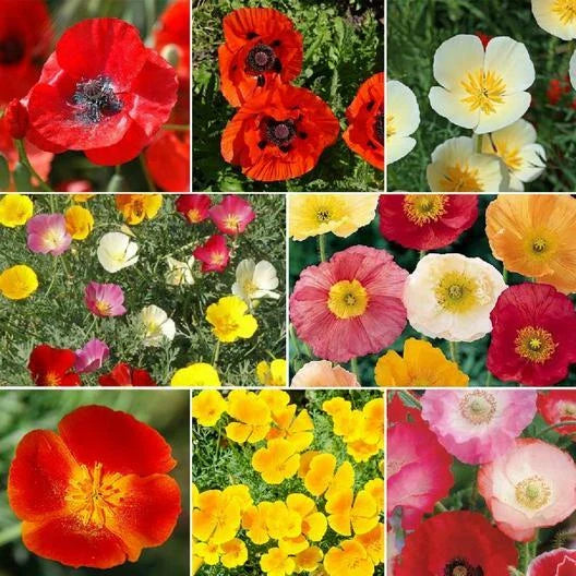 Poppy Seeds Mix - 2000 Non-GMO Perennial Oriental Poppies - Papaver USA