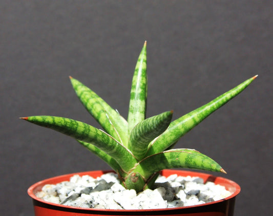 Sansevieria ballyi Succulent Plant in 4" Pot - Rare Exotic Outdoor Collector Plant