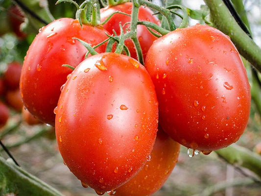 Roma Heirloom Tomato Seeds - 100+ Fresh Vegetable Garden Seeds - Lycopersicon esculentum - USA Grown