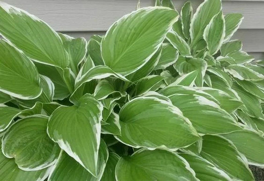 Hosta Bareroot Plant - Undulata Albomarginata - Early Spring Perennial Root Flower