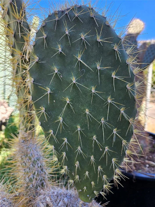 Opuntia megasperma var. mesophytica Pad Cutting - Galapagos Cactus, Succulent Plant Cutting for Propagation