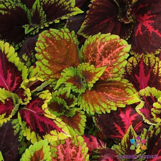 Kong Empire Mix Coleus Seeds - 25+ Pack for Garden Planting - Colorful Foliage - Plectranthus scutellarioides