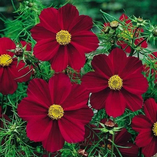 Cosmos Seeds - 50 Non-GMO Versailles Tetra Red Flower Seeds for Pollinators & Butterflies (Cosmos bipinnatus)