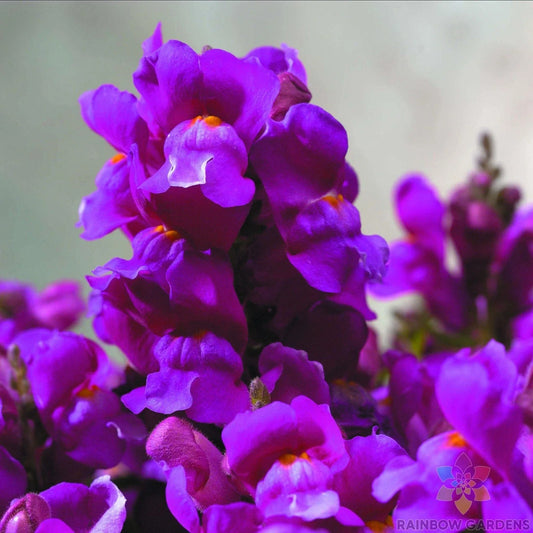 Purple Snapdragon Seeds - 1000+ Floral Showers for Garden - Antirrhinum majus - USA - Free Shipping