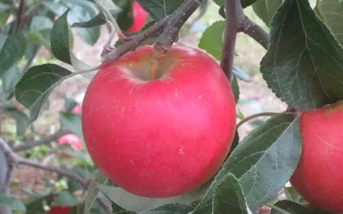 Pixie Crunch Apple Seeds - 25 Seeds for Garden Planting - Malus domestica - USA